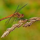 Dragonfly