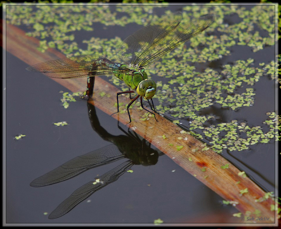 Dragonfly