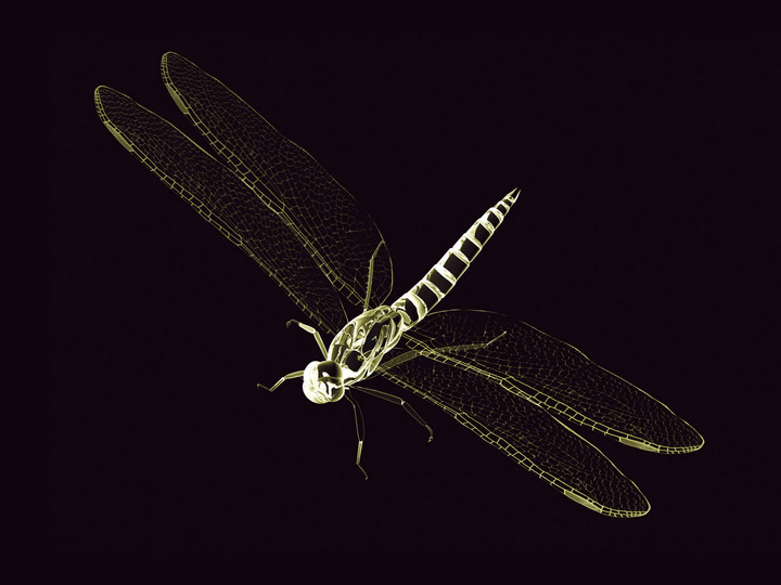 dragonfly