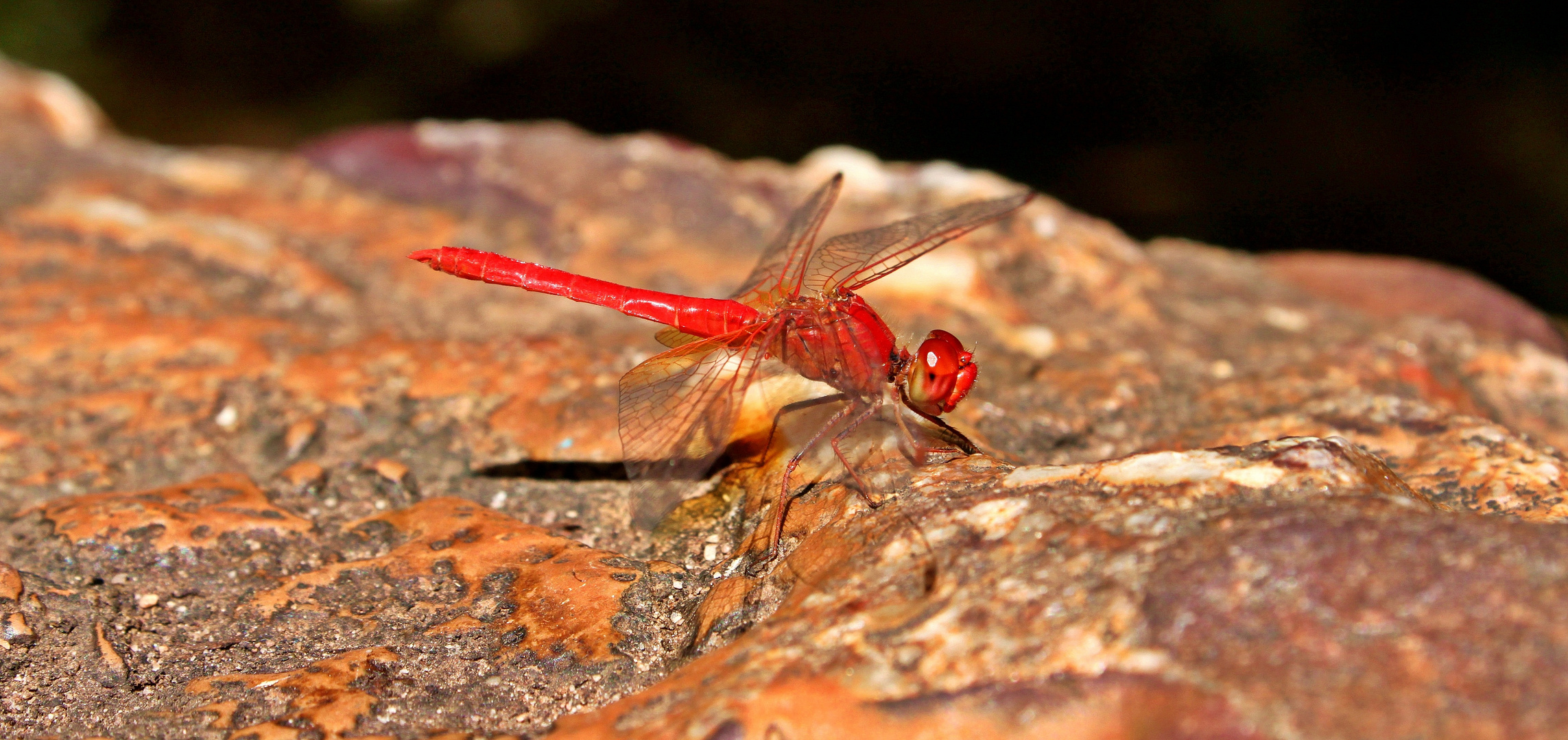 dragonfly