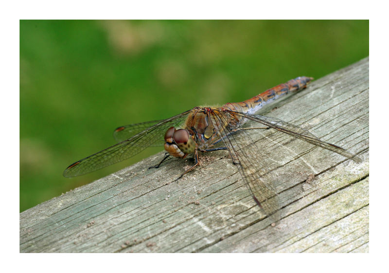 DRAGONFLY