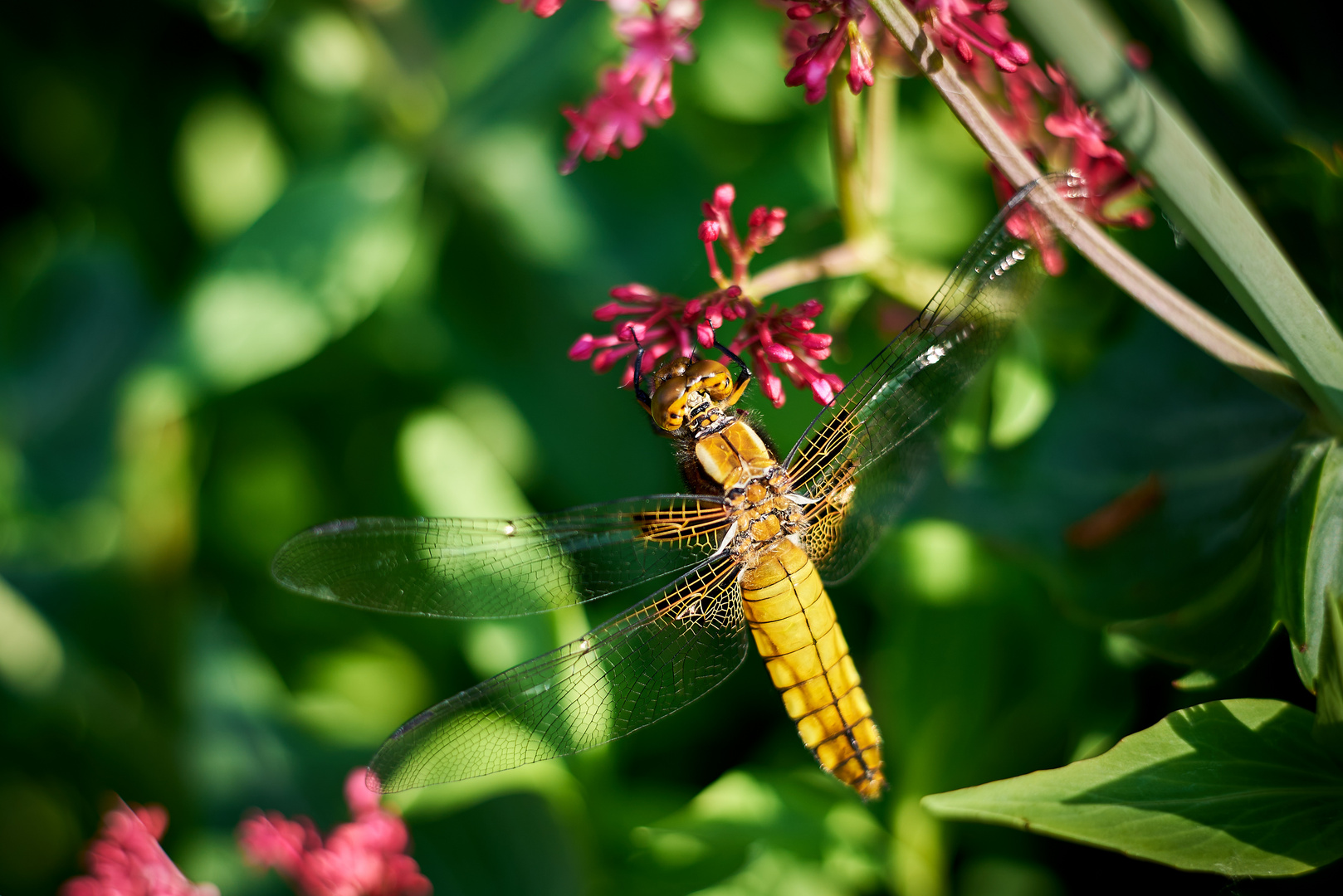 Dragonfly