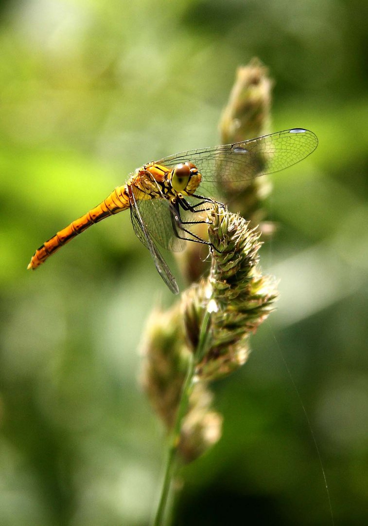 Dragonfly