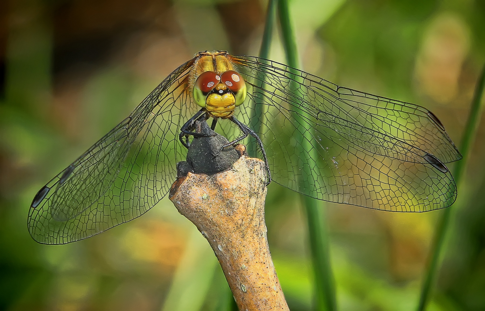 dragonfly