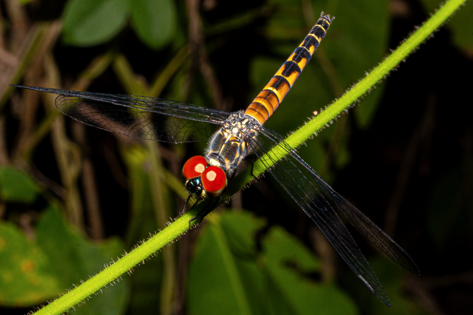 Dragonfly