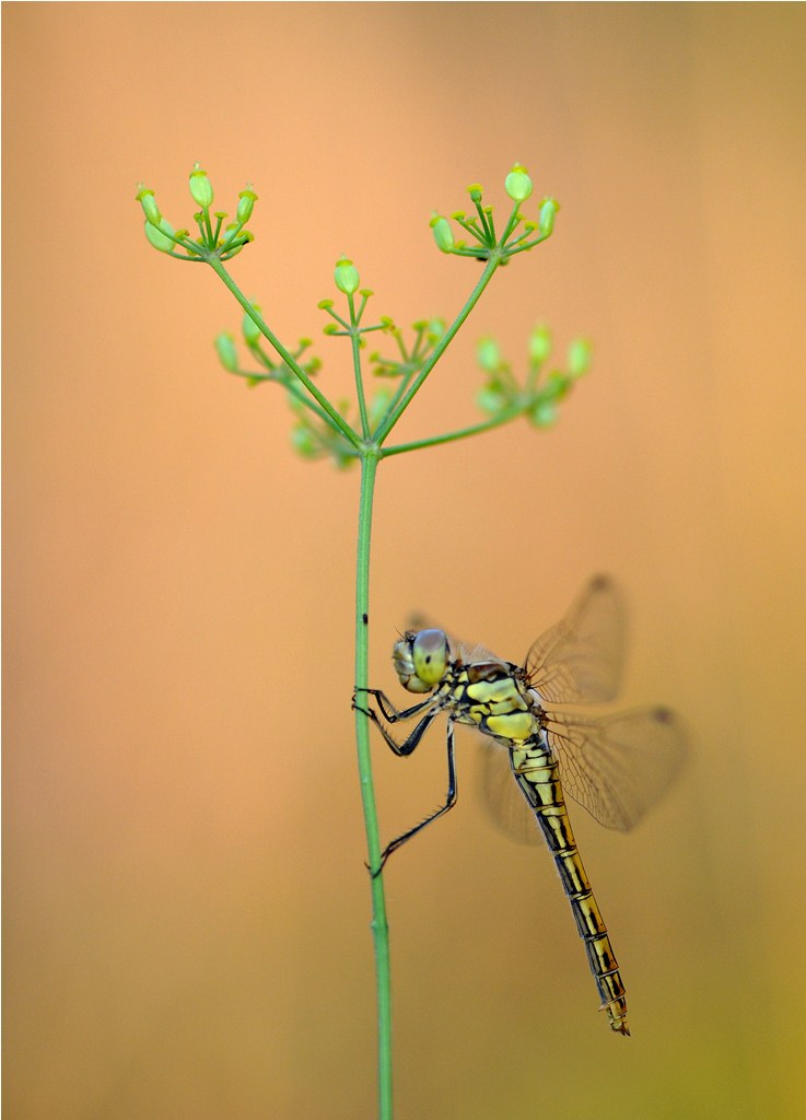 dragonfly