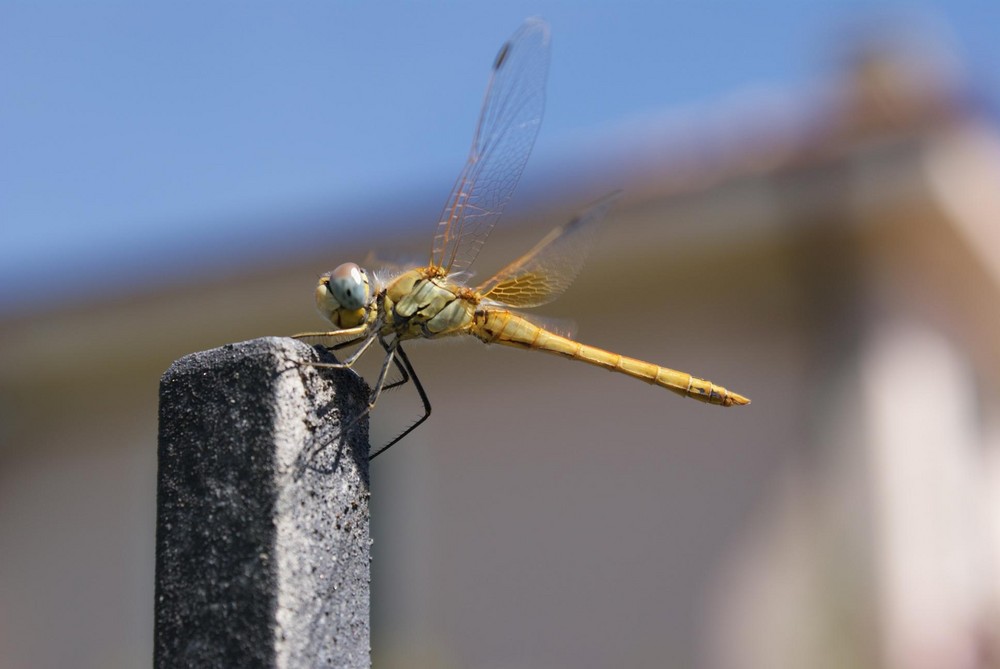 Dragonfly