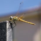 Dragonfly