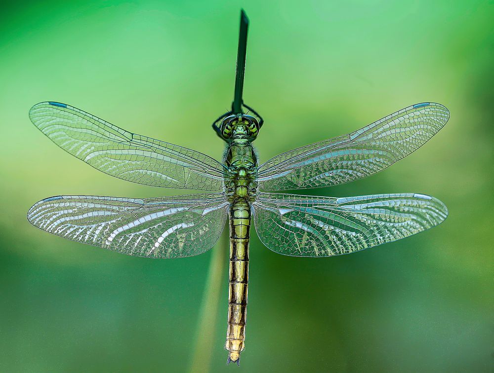 dragonfly