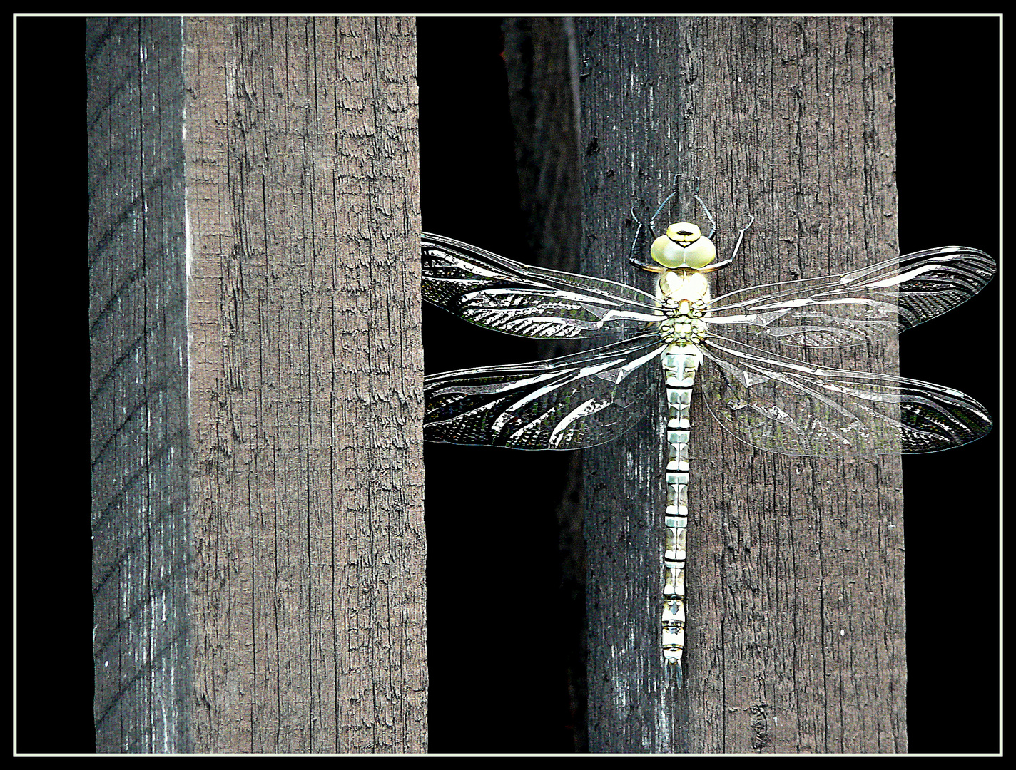 dragonfly.