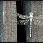 dragonfly.