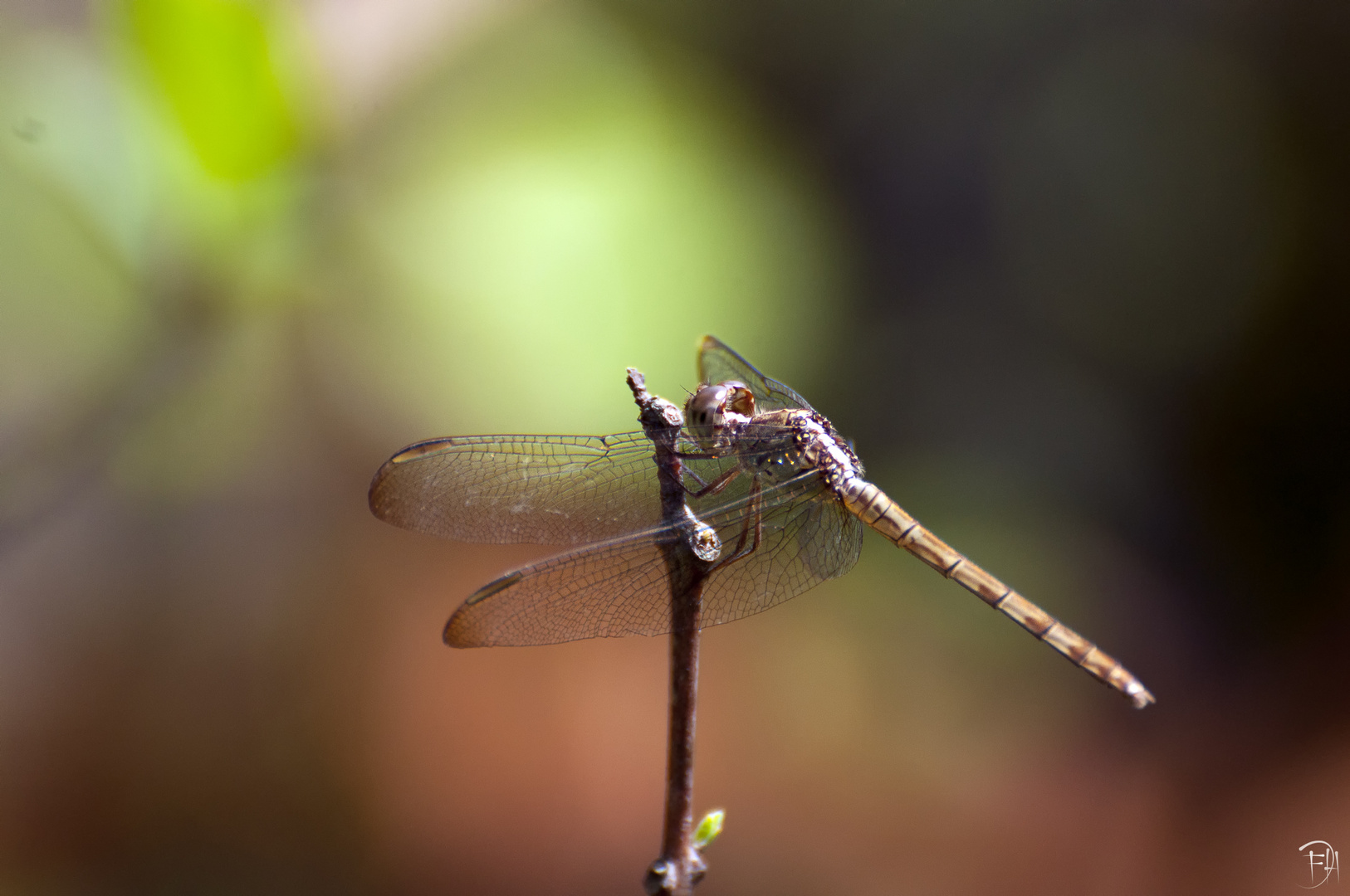 dragonfly