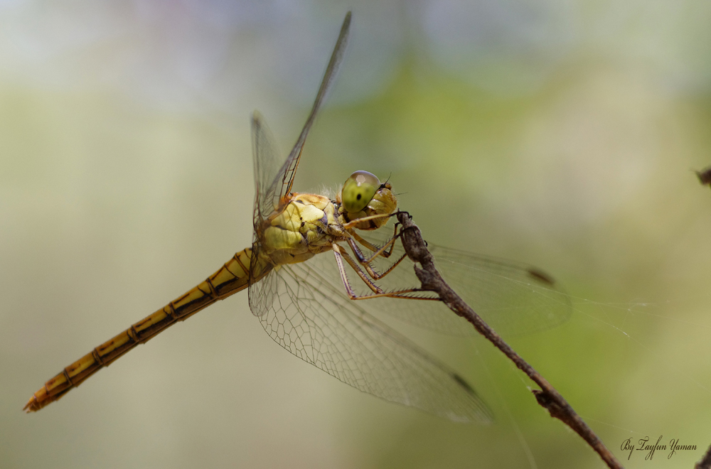 Dragonfly