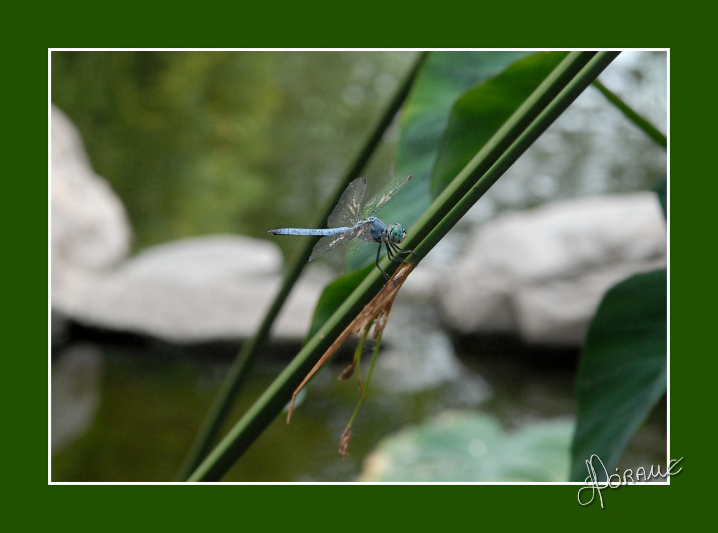 Dragonfly