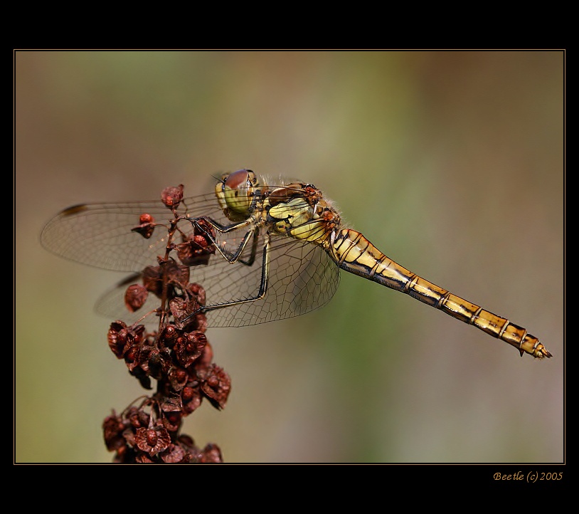 Dragonfly