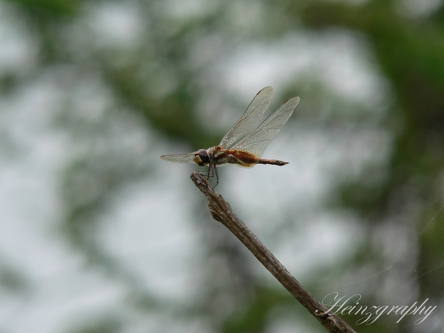 Dragonfly