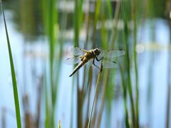 Dragonfly