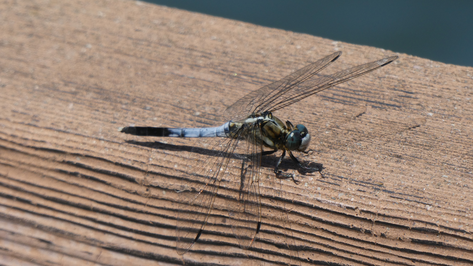 Dragonfly