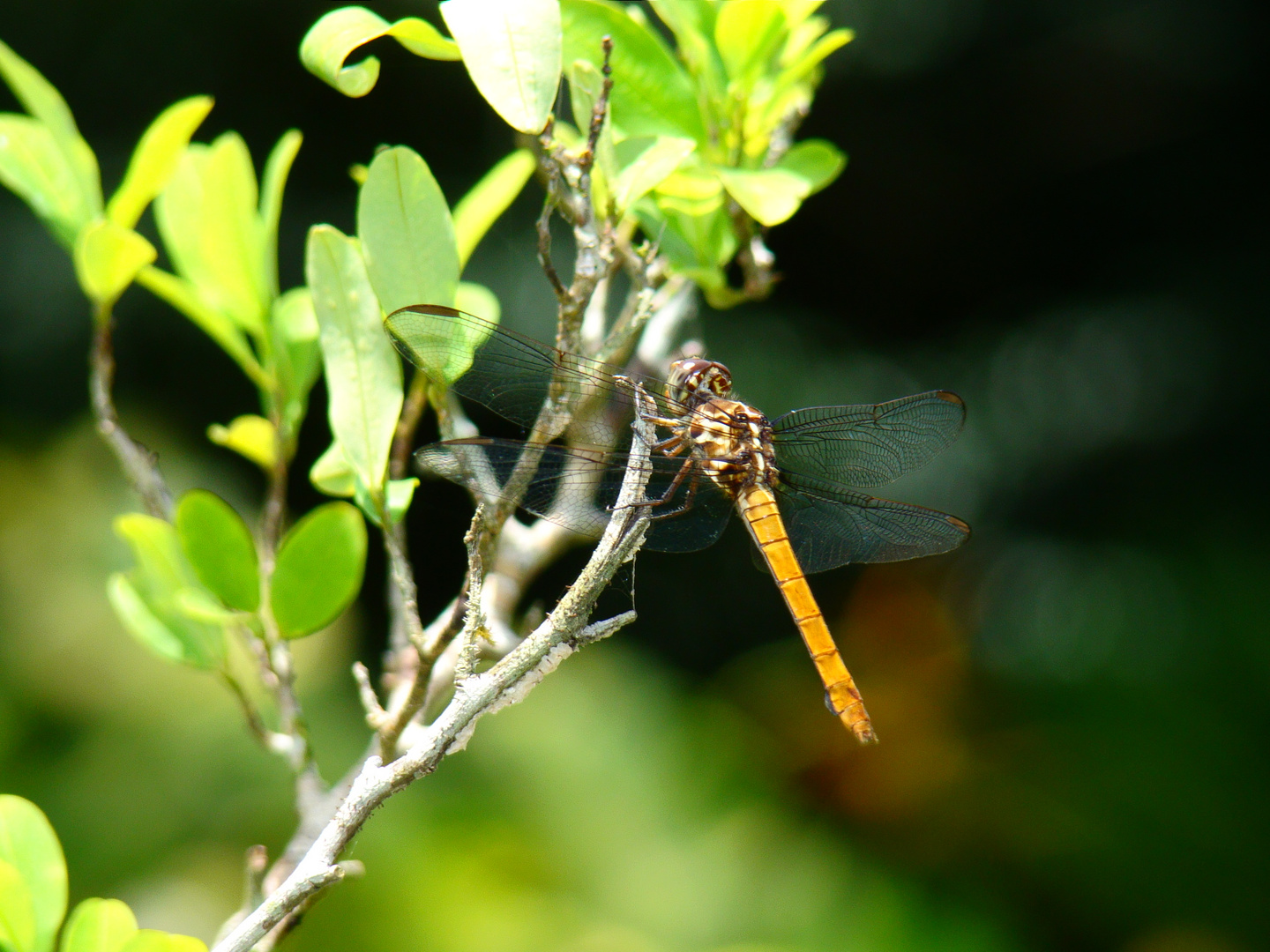 Dragonfly Amarillo