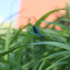 Dragonfly an der Spree