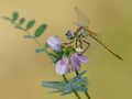 Dragonfly and a flower von Natalja Dralova 