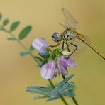 Dragonfly and a flower