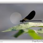 Dragonfly and big bubble