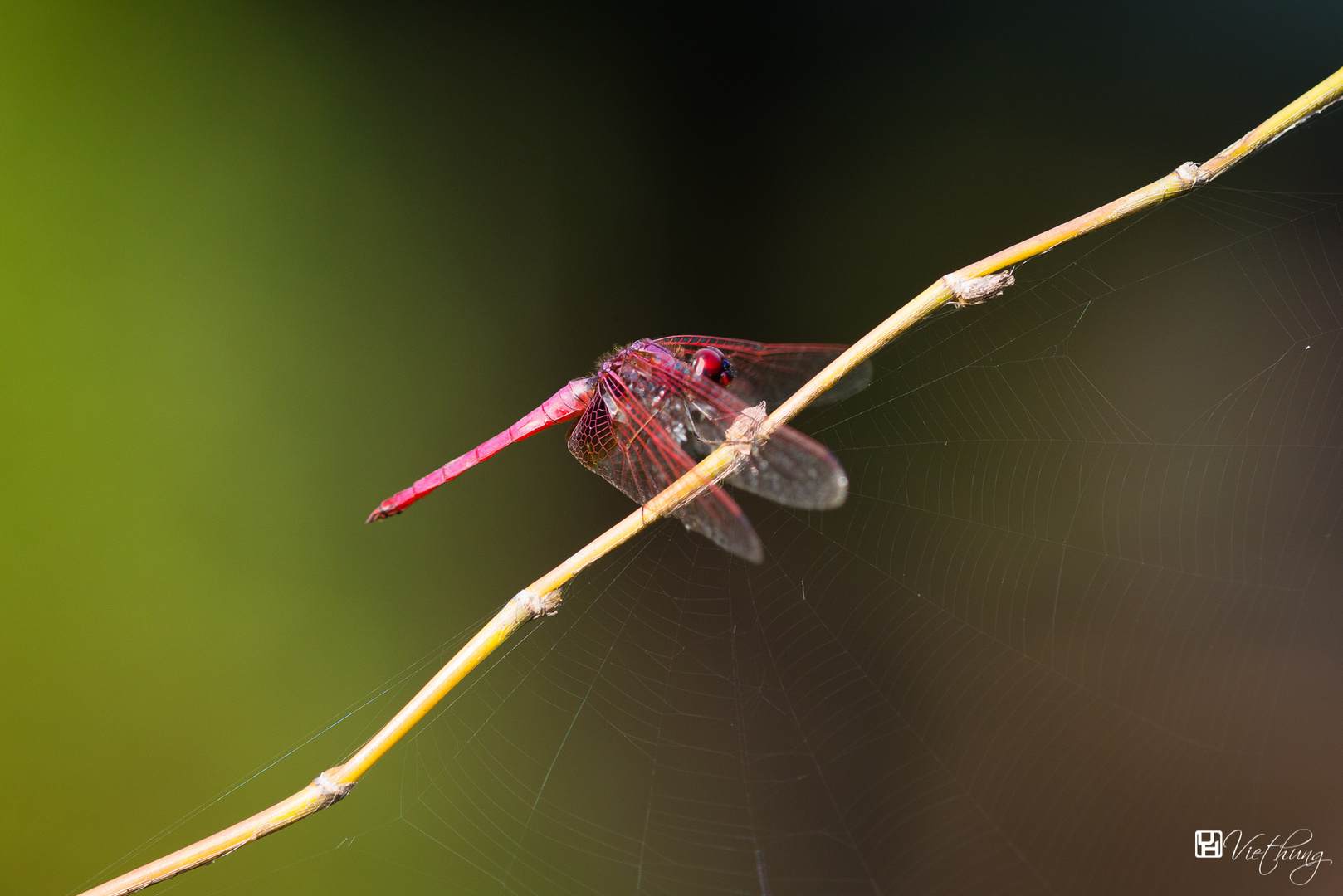 Dragonfly and spider net