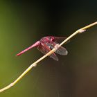 Dragonfly and spider net