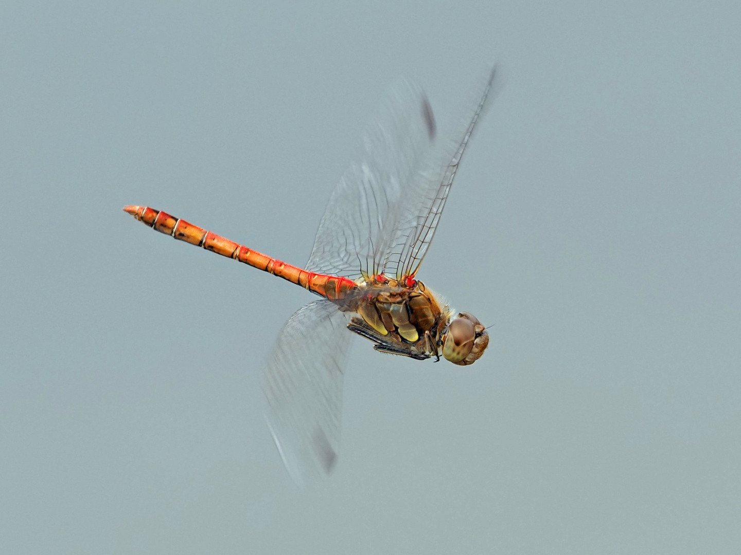 Dragonfly approaching, (maybe Sympetrum striolatum)