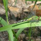 DragonFly at Circle B bar Reserves in Florida