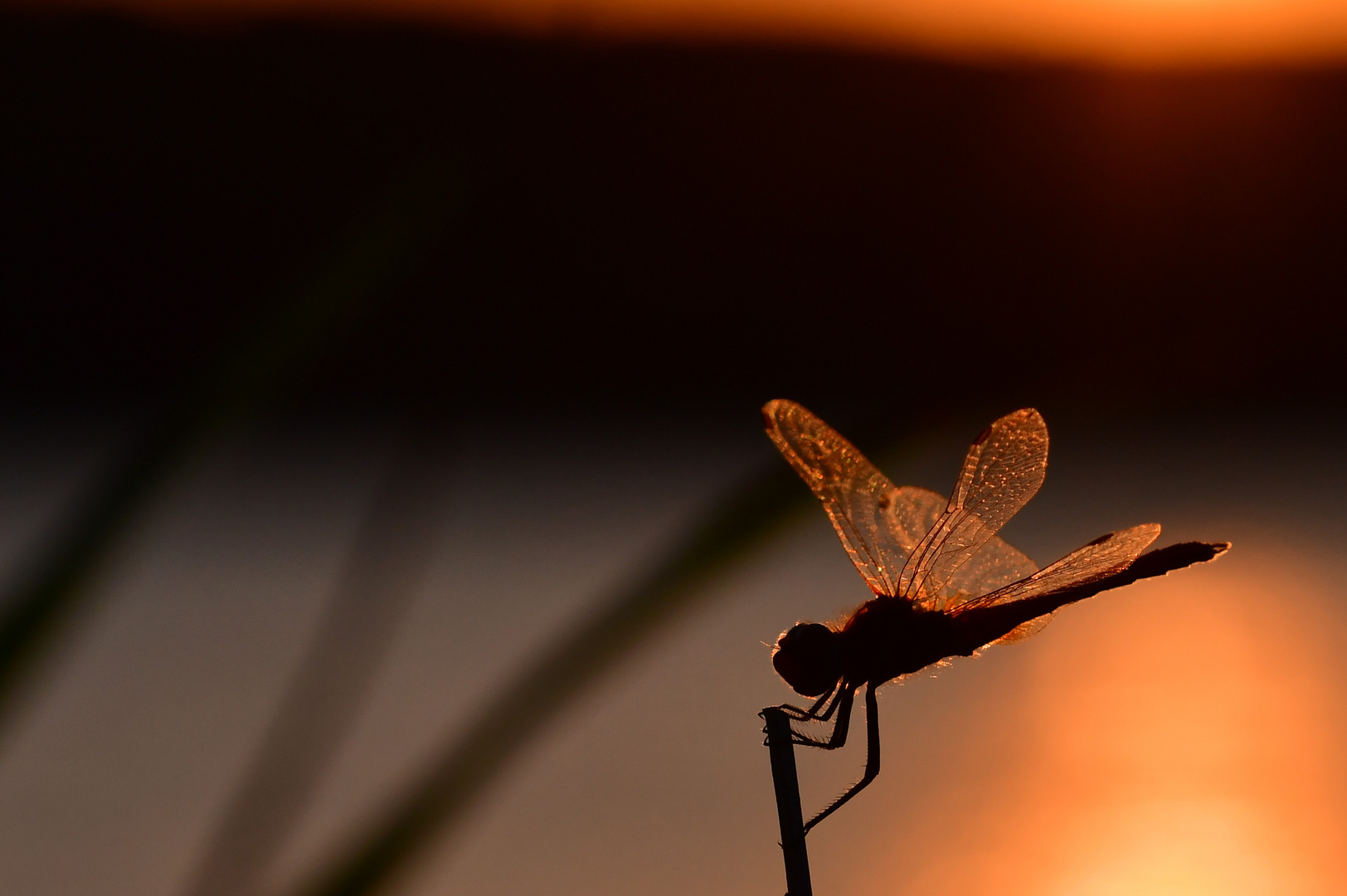 Dragonfly at dusk