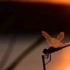 Dragonfly at dusk