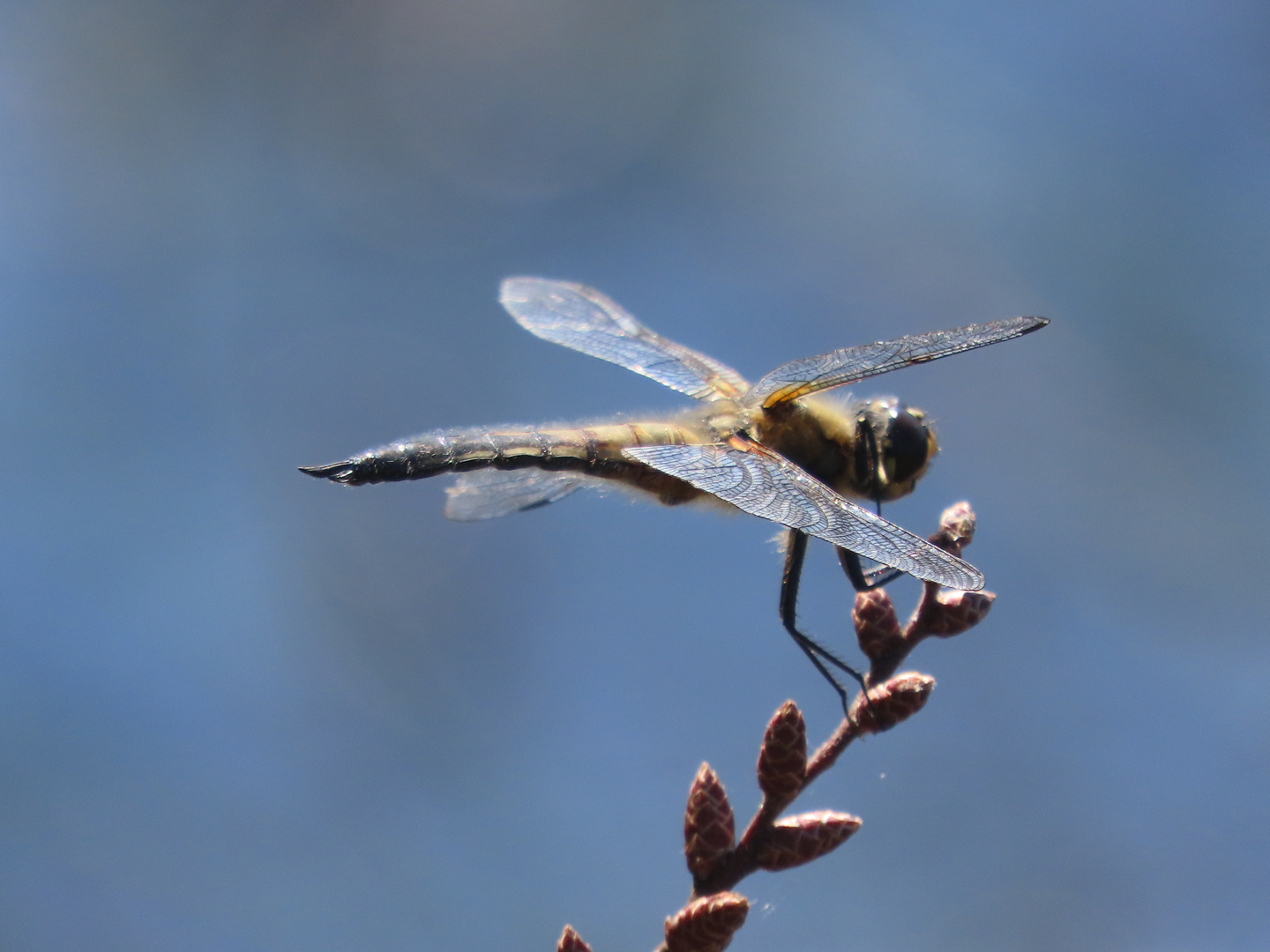 Dragonfly at Finholtsjøen.