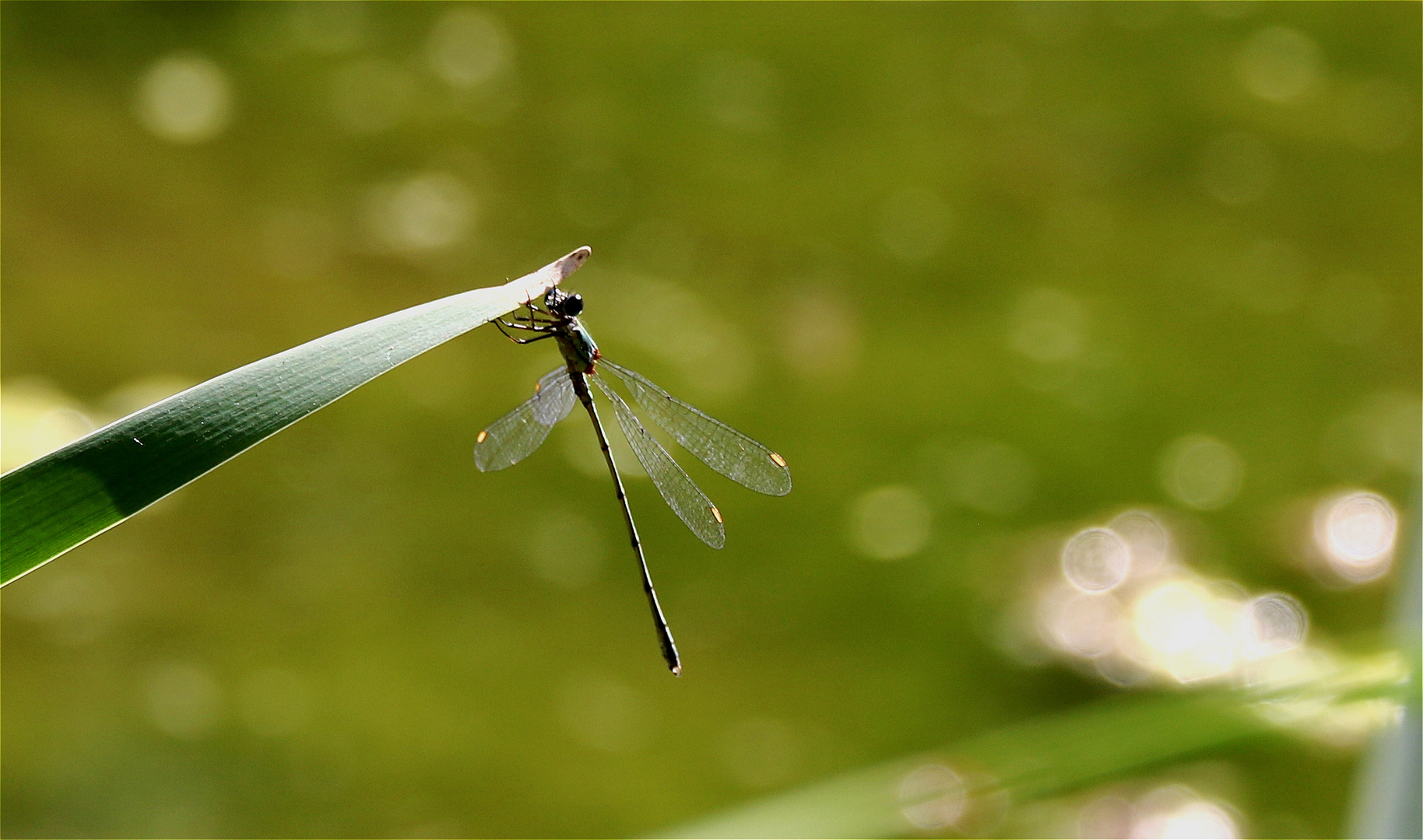 ** Dragonfly **