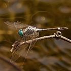 Dragonfly