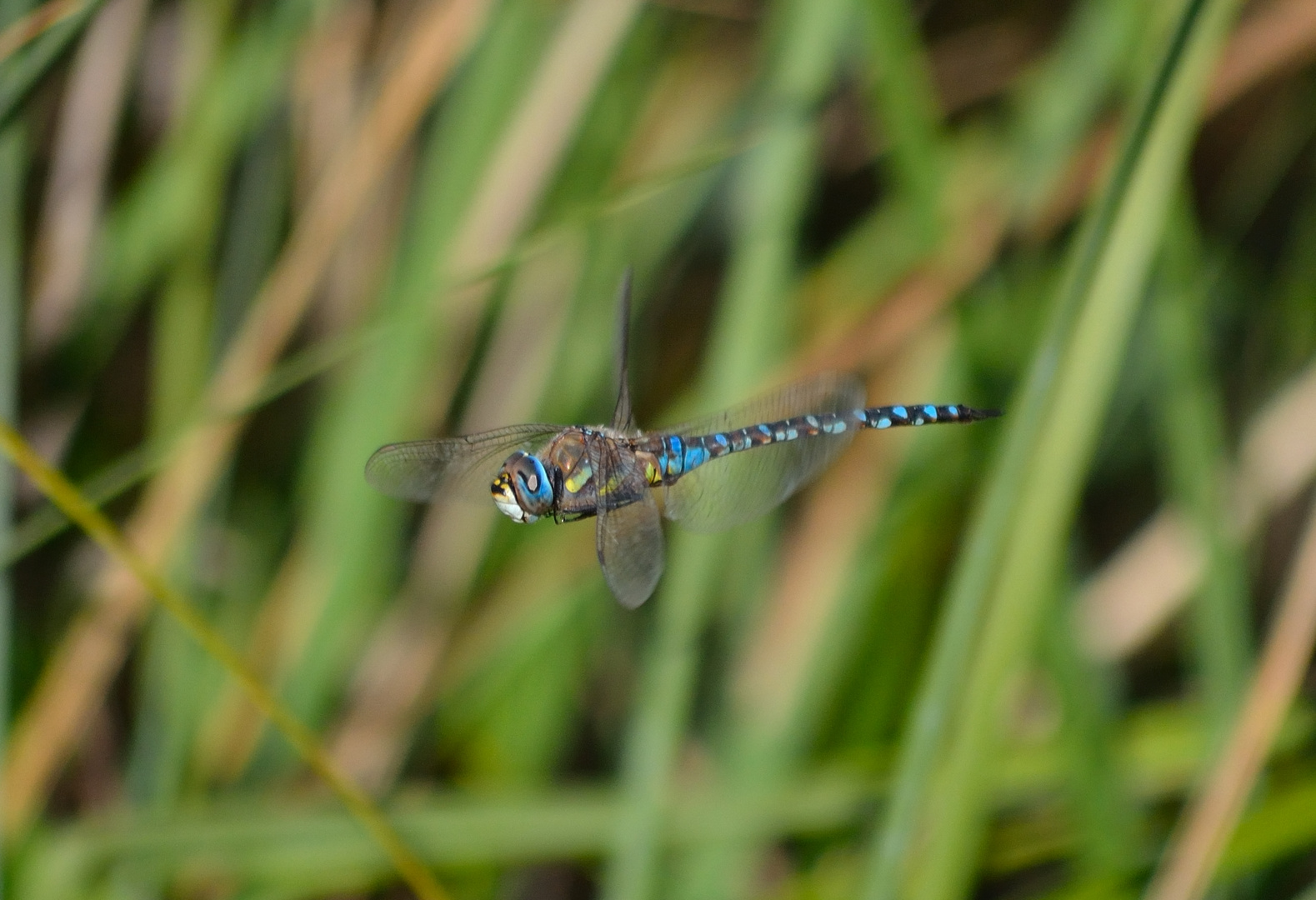 Dragonfly