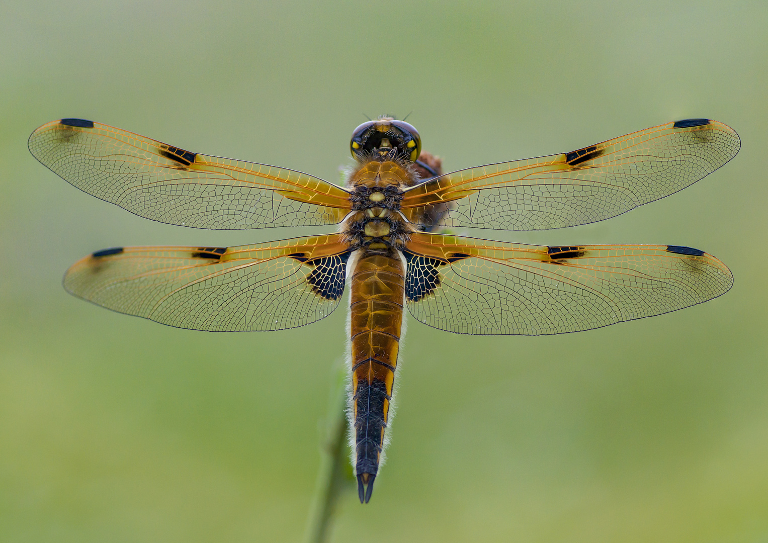 Dragonfly