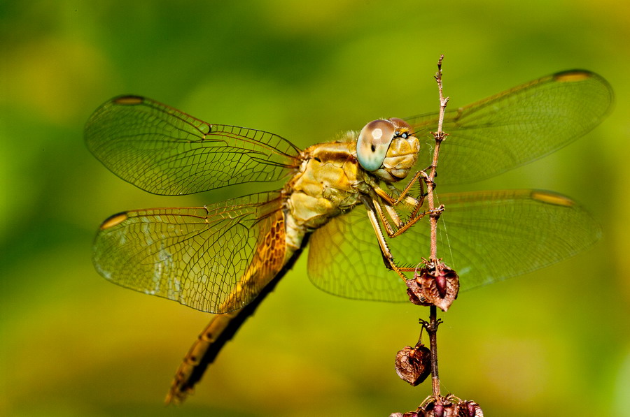 dragonfly