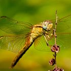 dragonfly