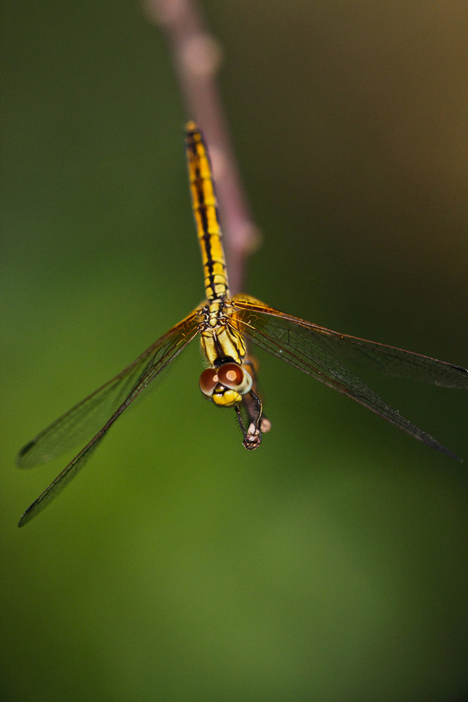 Dragonfly