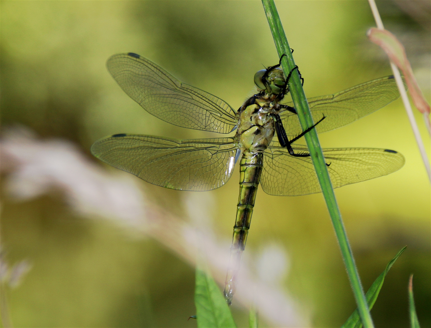 °*° Dragonfly °*°