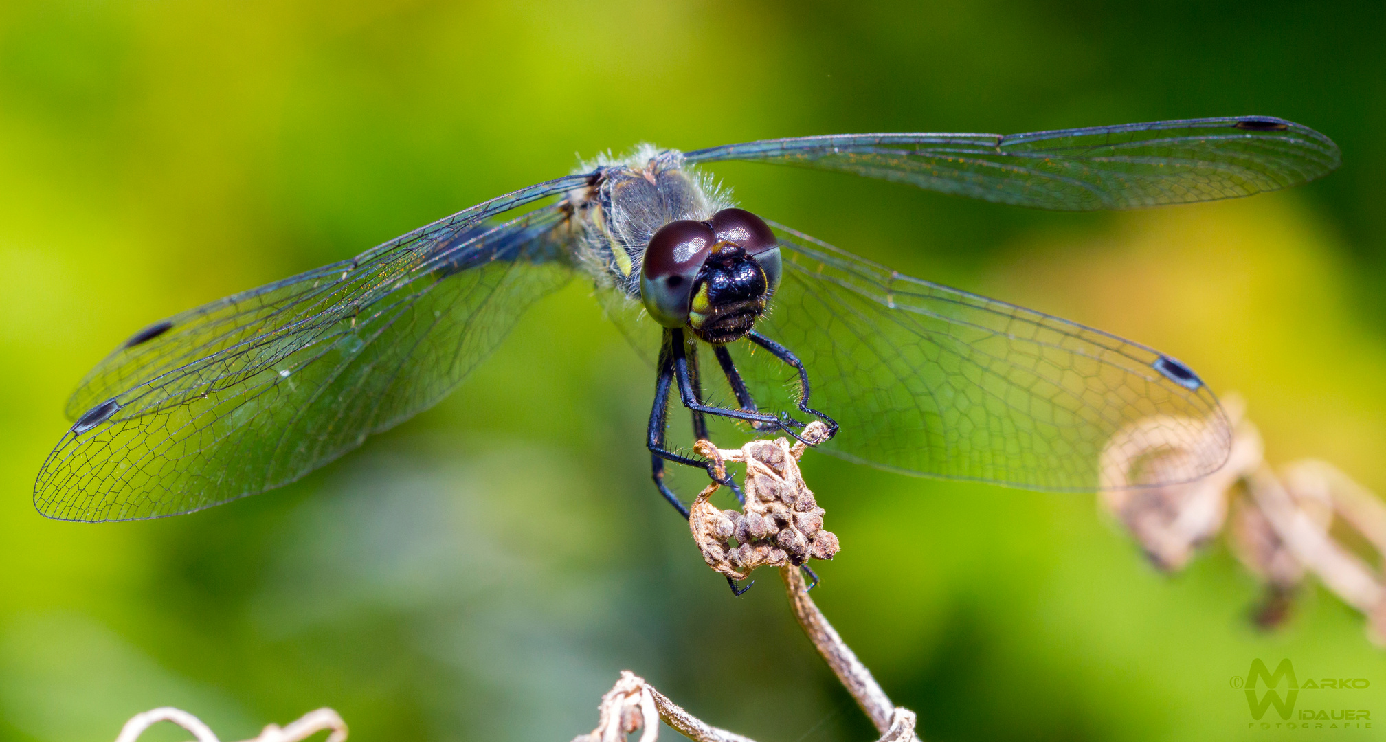 Dragonfly