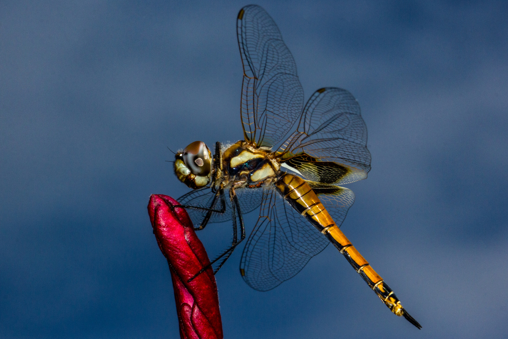 Dragonfly, Bicentennial Park, Darwin, Northern Territory, Australia