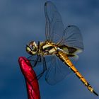 Dragonfly, Bicentennial Park, Darwin, Northern Territory, Australia