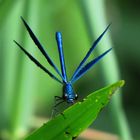 Dragonfly Blue