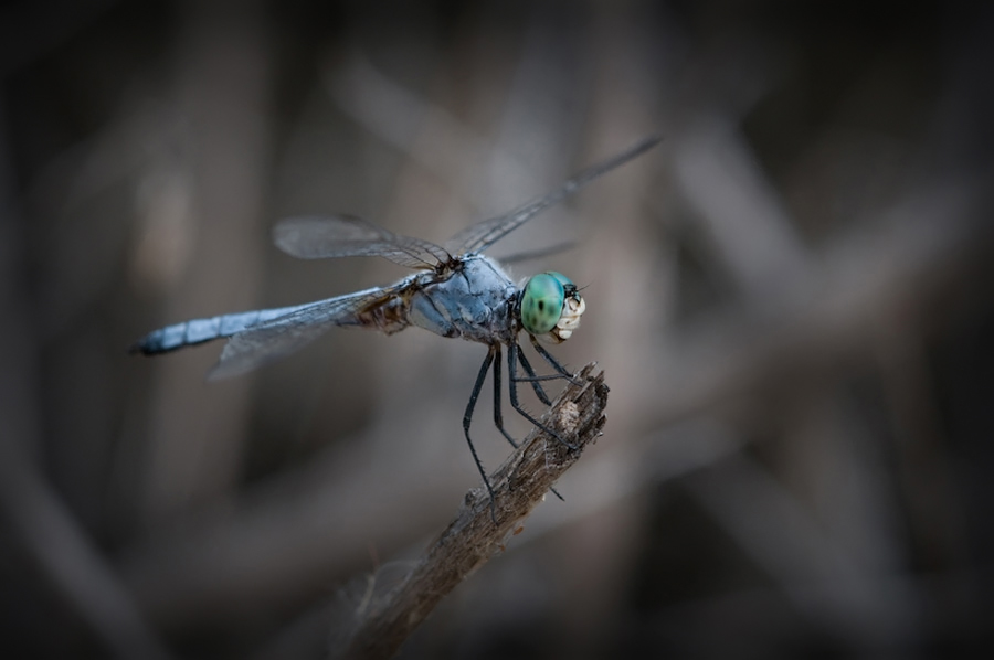 Dragonfly Blue 4
