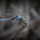 Dragonfly Blue 4