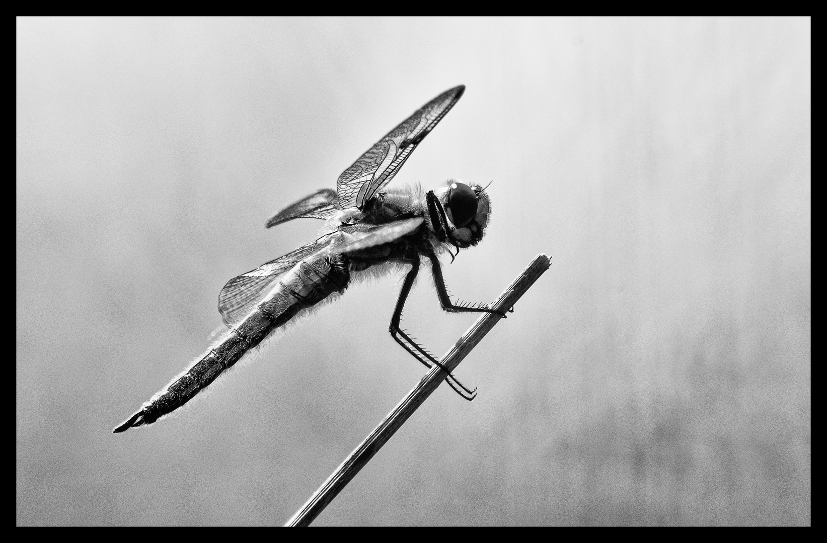 dragonfly bw