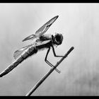 dragonfly bw